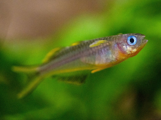 * Tetra  * Pseudomugil furcatus “Forktail Blue-eye” (MALES ONLY)