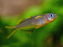 * Tetra  * Pseudomugil furcatus “Forktail Blue-eye” (MALES ONLY)