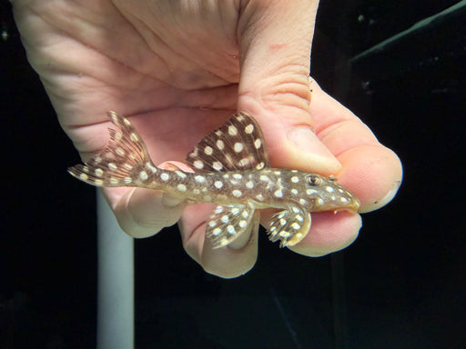* Pleco * L368 6-8cm