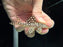 * Pleco * L368 6-8cm