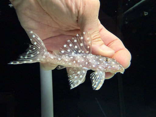 * Pleco * L368 10-12cm