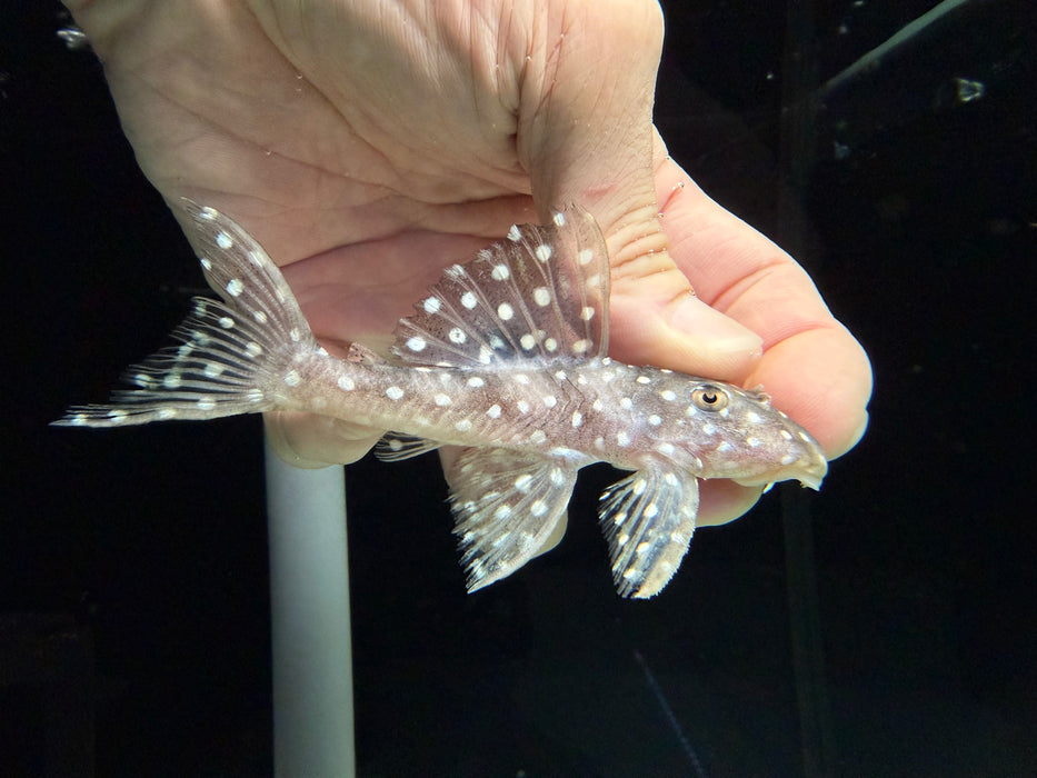* Pleco * L368 10-12cm