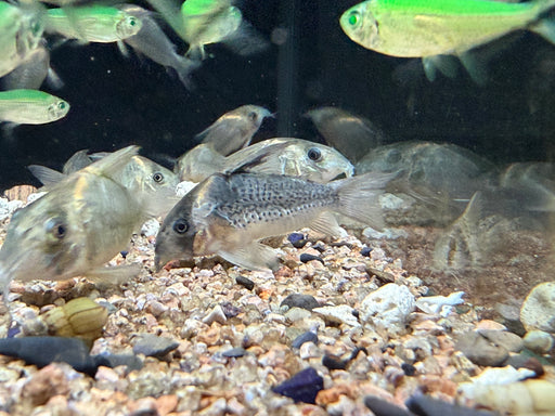 * Corydoras *  Hoplisoma Luiza CW102