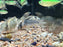 * Corydoras *  Hoplisoma Luiza CW102
