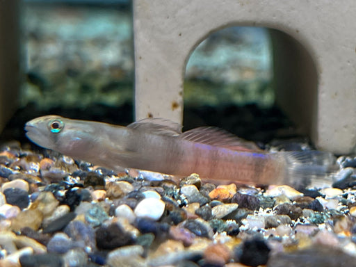 * Other Species * Sicyopus zosterophorus (Red-belted Goby)