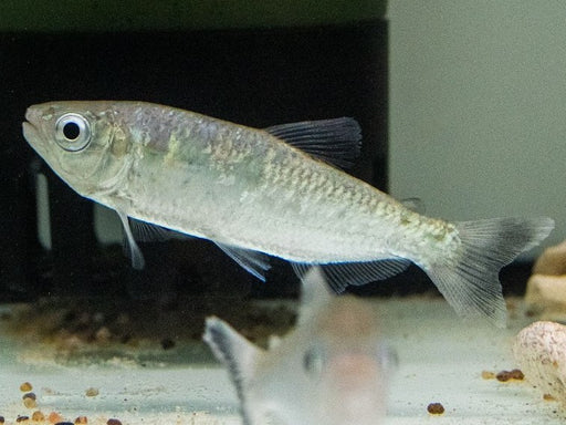 * Other Species * Brycon cf. Pesu1 8-10cm
