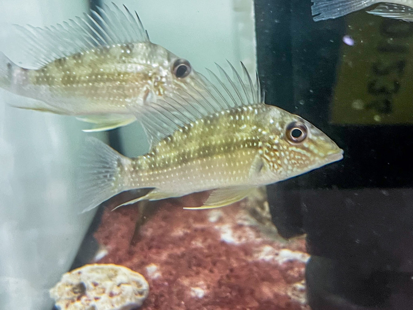 * Cichlids * Satanoperca Leucosticta 6-8cm