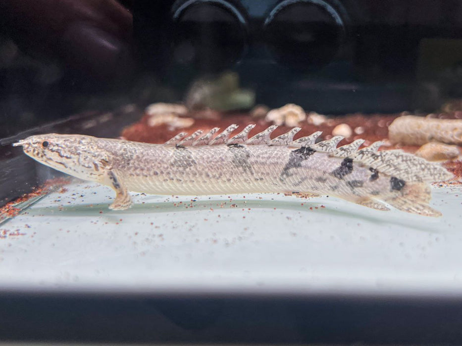 * Polypterus * Polypterus Delhezi “Captive bred” 8-10cm