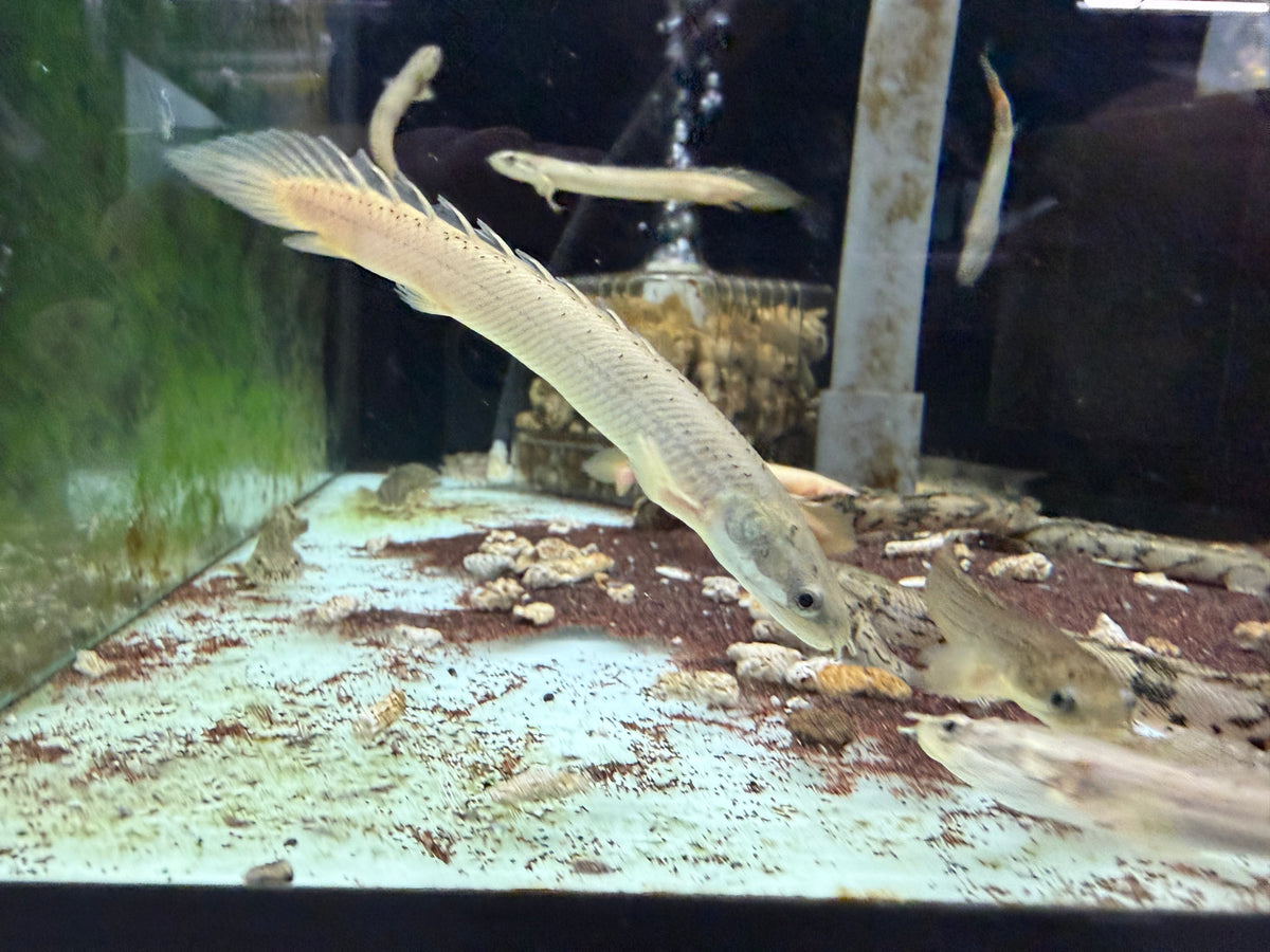 * Polypterus * Polypterus senegalus Captive Bred 8-10cm — jzxonline