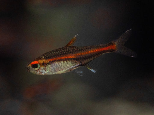 * Tetra * Glowlight Tetra (10 pieces)