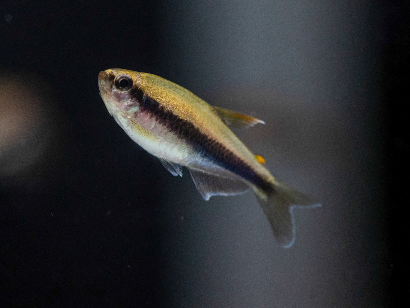 * Tetra * Inpaichthys kerri (Royal Tetra) (10 pieces)
