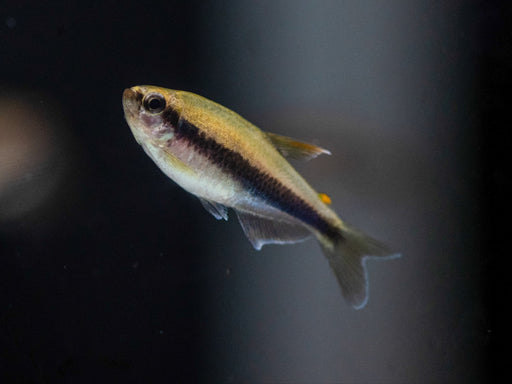 * Tetra * Inpaichthys kerri (Royal Tetra) (10 pieces)