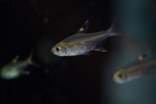 * Tetra * Pristella Tetra “X-ray tetra” (10 pieces)