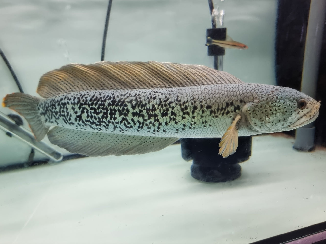 * Channa * Channa Barca #BAR04 (Actual fish)