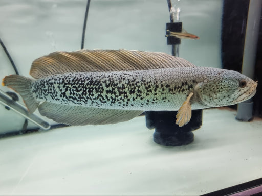 * Channa * Channa Barca #BAR04 (Actual fish)