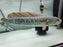 * Channa * Channa Barca #BAR04 (Actual fish)