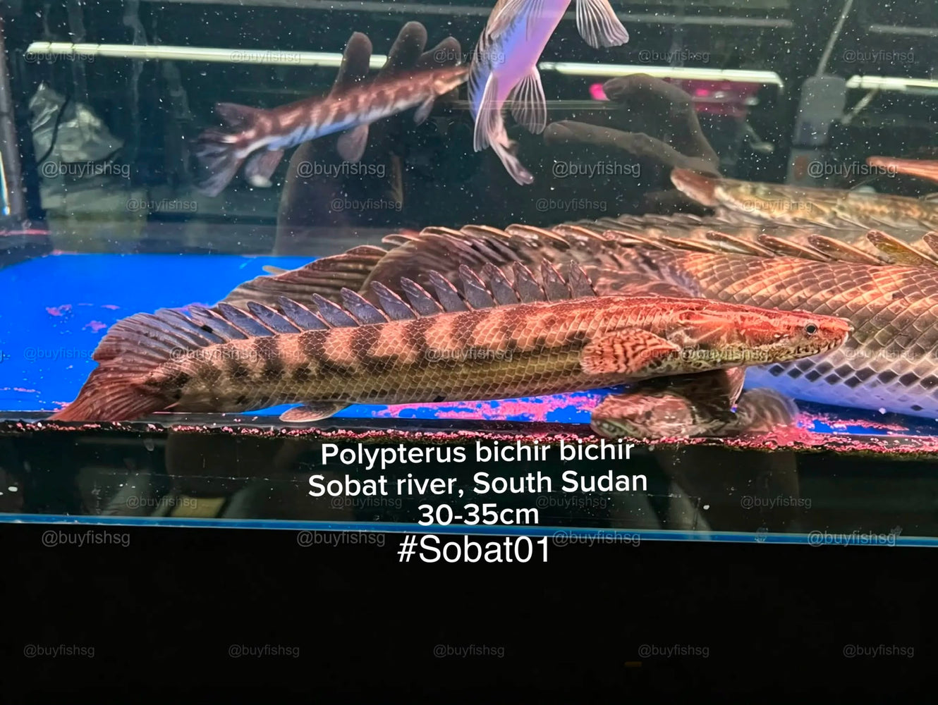 * Polypterus * Polypterus Bichir Bichir “Sobat River, South Sudan” 30-35cm (Actual Piece) #SOBAT01