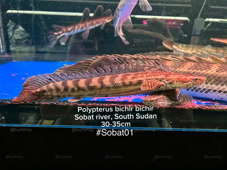 * Polypterus * Polypterus Bichir Bichir “Sobat River, South Sudan” 30-35cm (Actual Piece) #SOBAT01