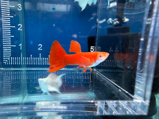* Livebearers *  Albino Full Red Guppy