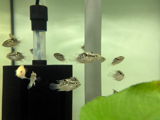 * Cichlids * Laetacara Thayeri 4-6cm