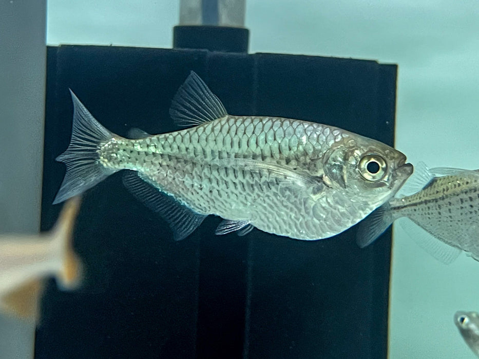 * Tetra/Barb  * Triportheus angulatus (Dusky Narrow Giant Hatchetfish)