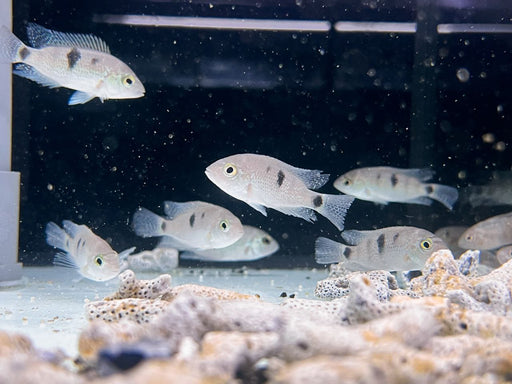 * Cichlids * Maskaheros regani (Almoloya cichlid) 4-6cm