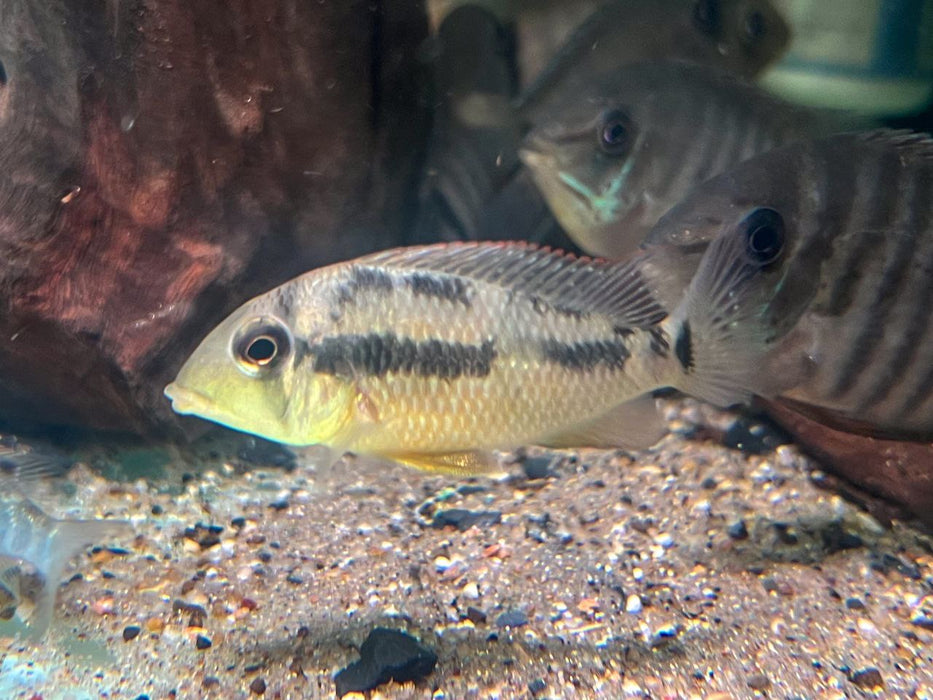 * Cichlids * Geophagus sp. Alto Sinu 5-6cm
