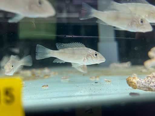 * Cichlids * Satanoperca Daemon (Demon eartheater) 4-5cm