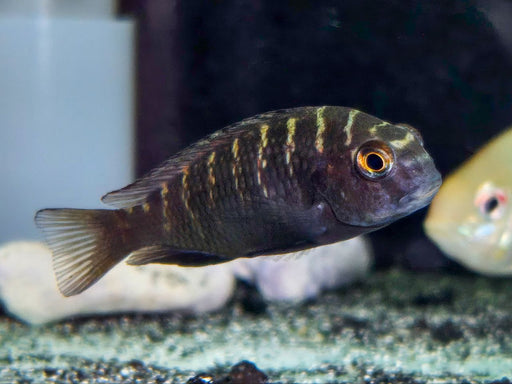 * Cichlid *  Tropheus sp. Bulu Point (Cherryspot Tropheus) 4-5cm