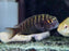 * Cichlid *  Tropheus sp. Bulu Point (Cherryspot Tropheus) 4-5cm