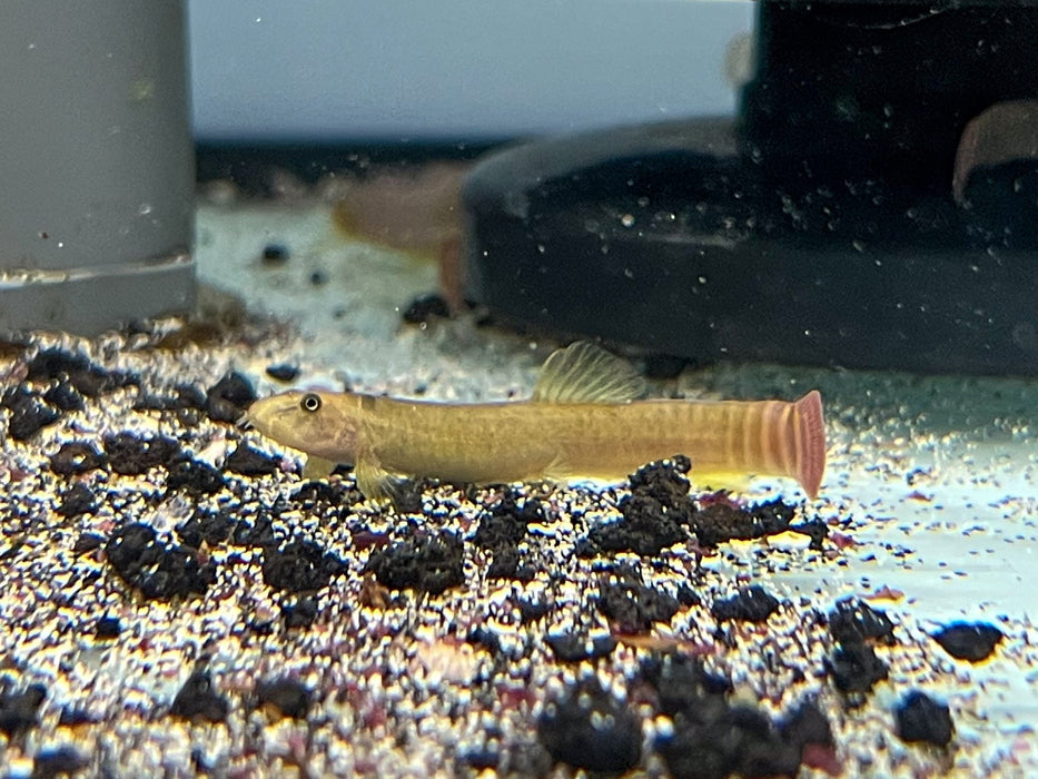 * Other Species * Aborichthys elongatus (Red-tailed Squirrel Loach)