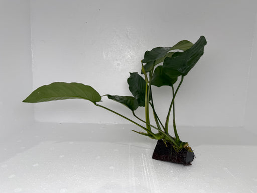 * Plants * Anubias Nana on wood #ANW