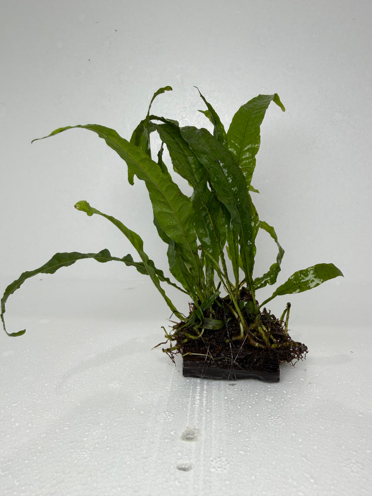 * Plants* Java Fern On Wood S #JFWS