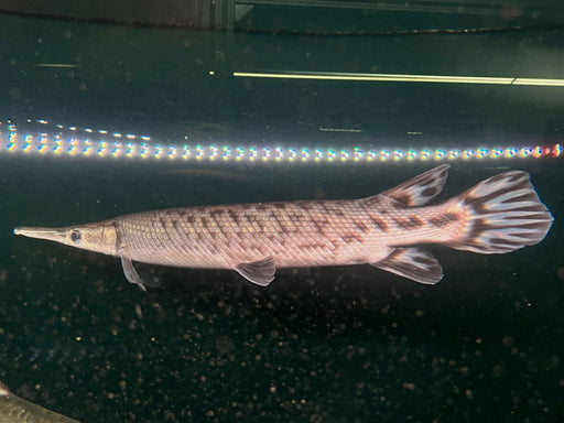 * Other Species * Atractosteus Tropicus (Tropical Gar) 40-45cm