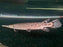 * Other Species * Atractosteus Tropicus (Tropical Gar) 40-45cm