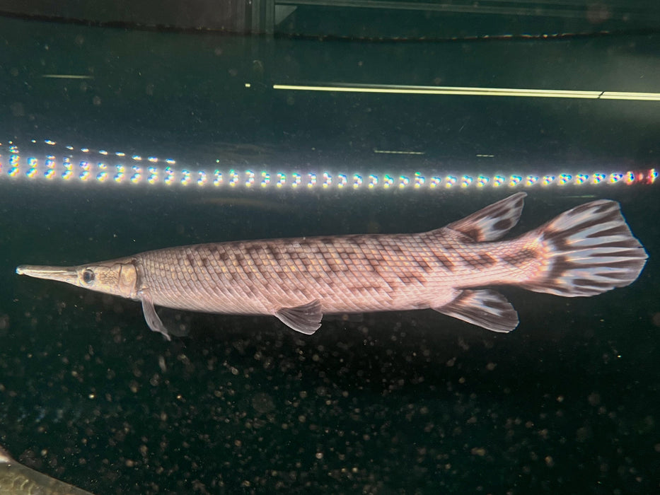 * Other Species * Atractosteus Tropicus (Tropical Gar) 40-45cm