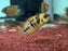 * Cichlids * Cryptoheros Nanoluteus 4-5cm