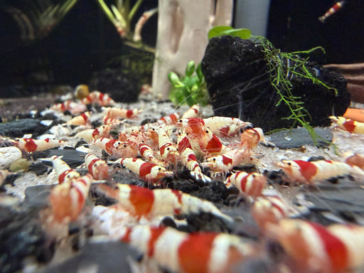 * Shrimps * Crystal Red Shrimps (CRS)