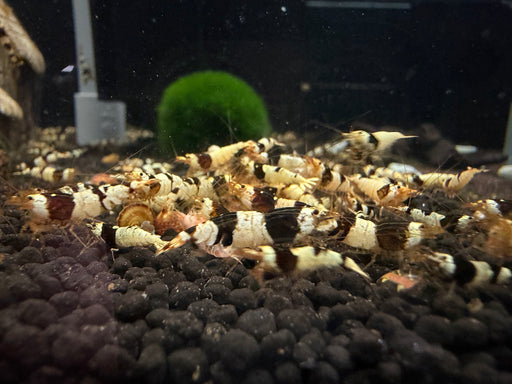 * Shrimps * Crystal Black Shrimps (CBS)