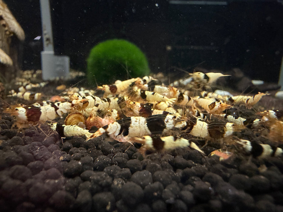 * Shrimps * Crystal Black Shrimps (CBS)