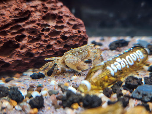 * Shrimps * Ptychognathus barbatus (Freshwater Pom Pom Crab)