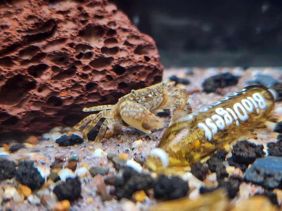 * Shrimps * Ptychognathus barbatus (Freshwater Pom Pom Crab)