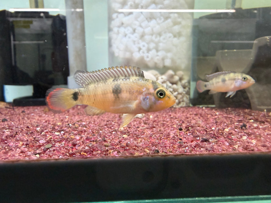 * Cichlids * Apistogramma sp. Nijsenni Pair