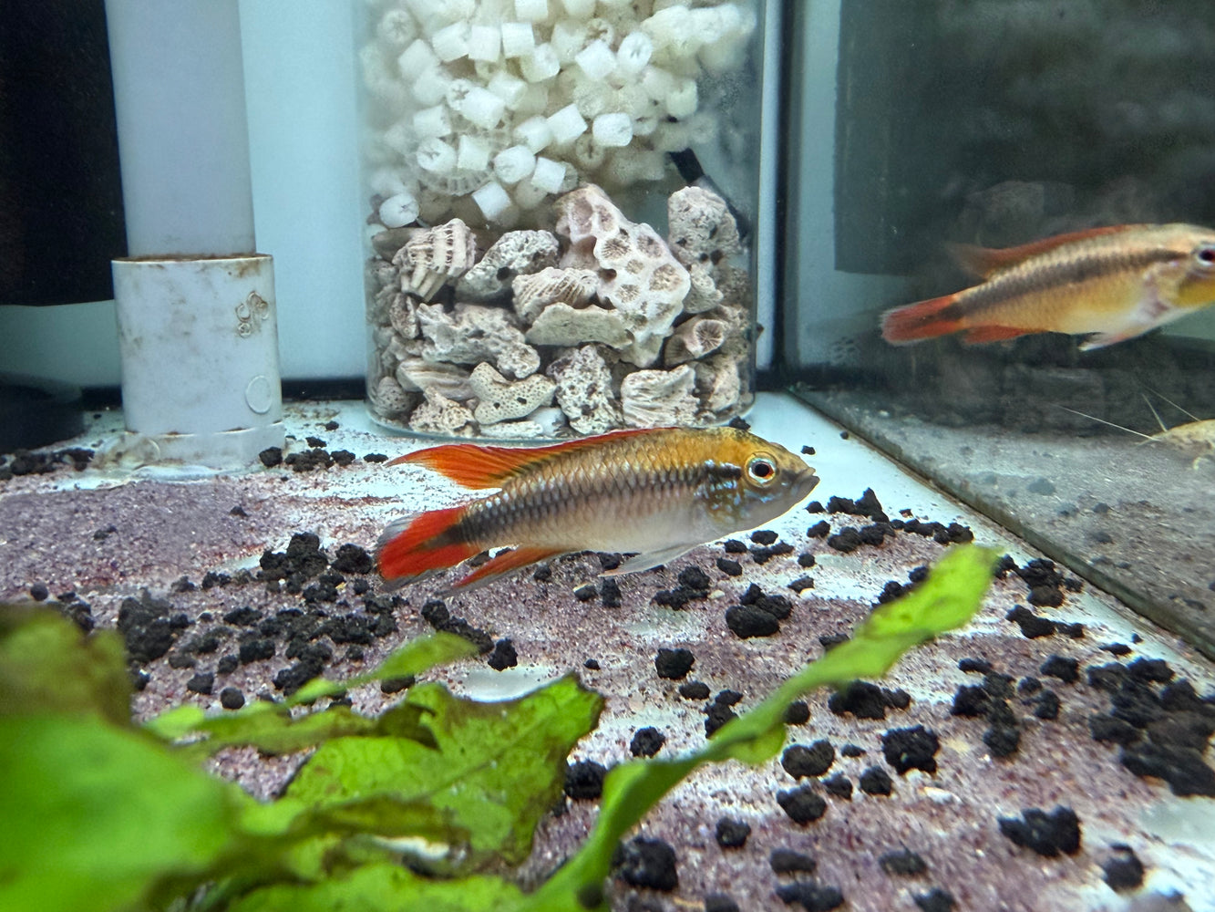 * Cichlids * Apistogramma Agassizii Double Red Pair