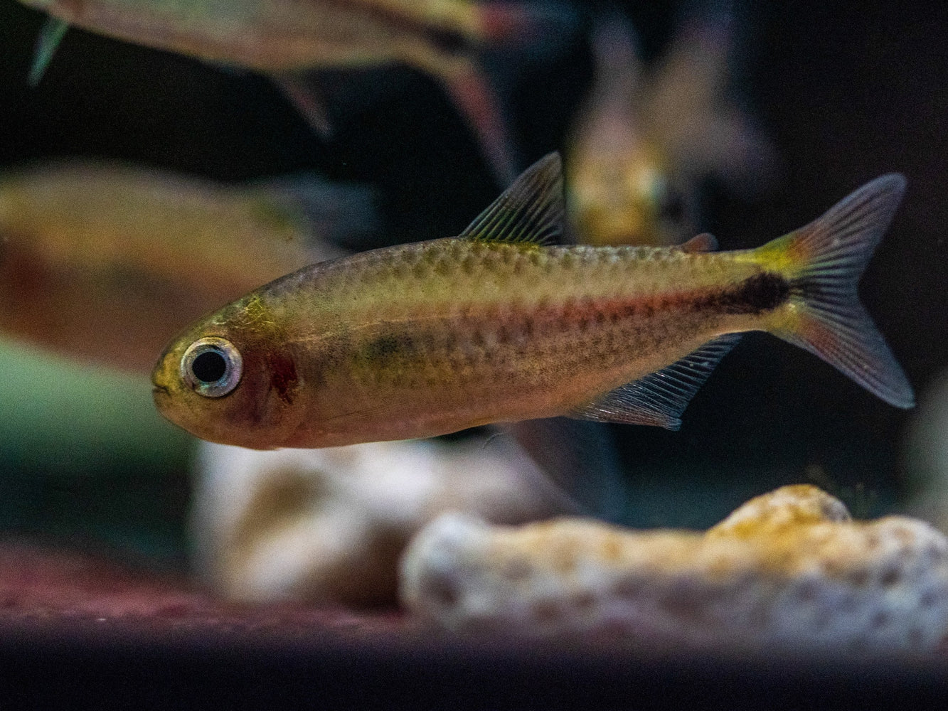 * Tetra/Barb  * Moenkhausia Solaris “Serra do Cachimbo” “WILD”