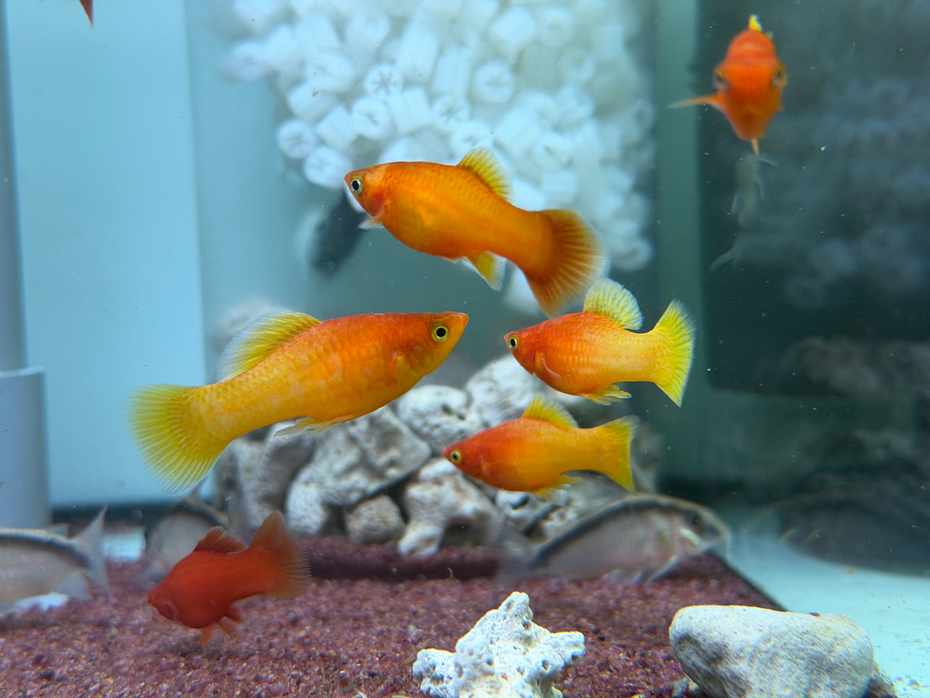 * Livebearers *  Sunrise Platy