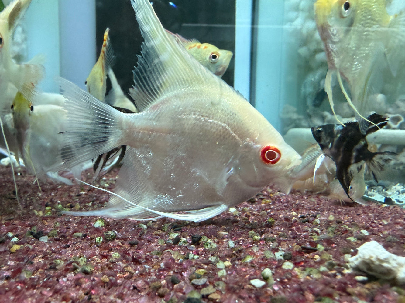 * Discus/Angelfish * Albino Red Eye Angelfish