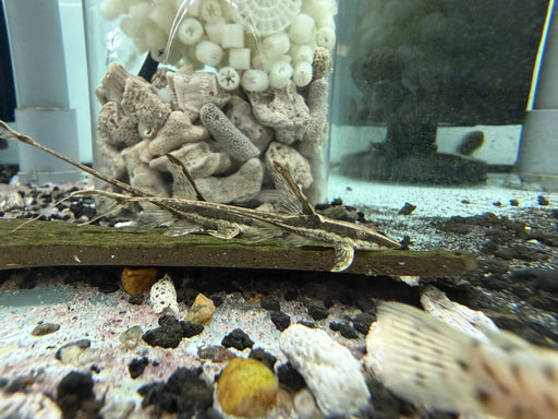 * Pleco *  Sturisoma sp. Royal Farlowella 8-10cm