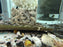 * Pleco *  Sturisoma sp. Royal Farlowella 8-10cm