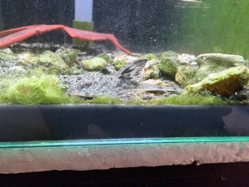 * Pleco *  Rineloricaria simillima 6-8cm
